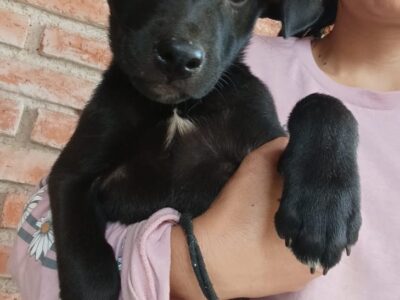 TOMASA