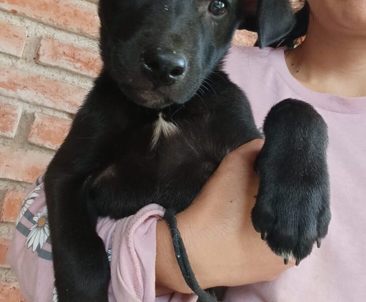 TOMASA