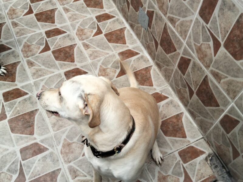 PUPPY