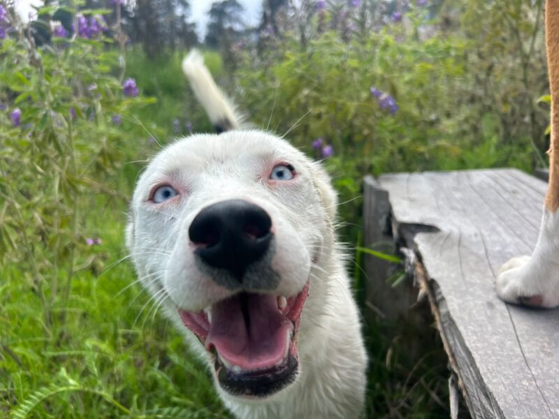 LOBA