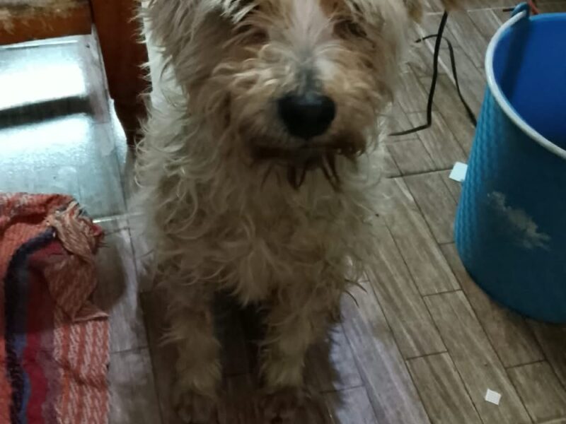 ALGODONCITO