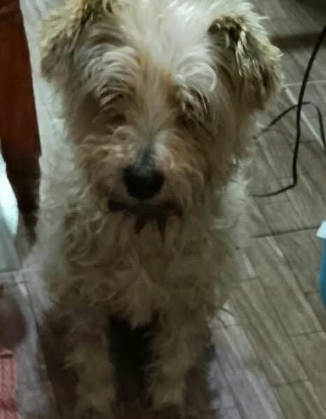 ALGODONCITO