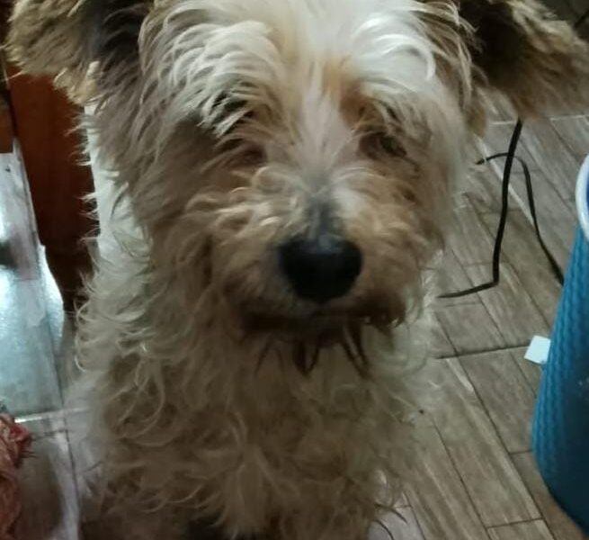 ALGODONCITO