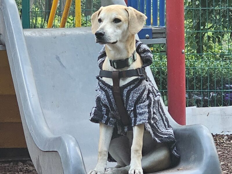 CHARLIE