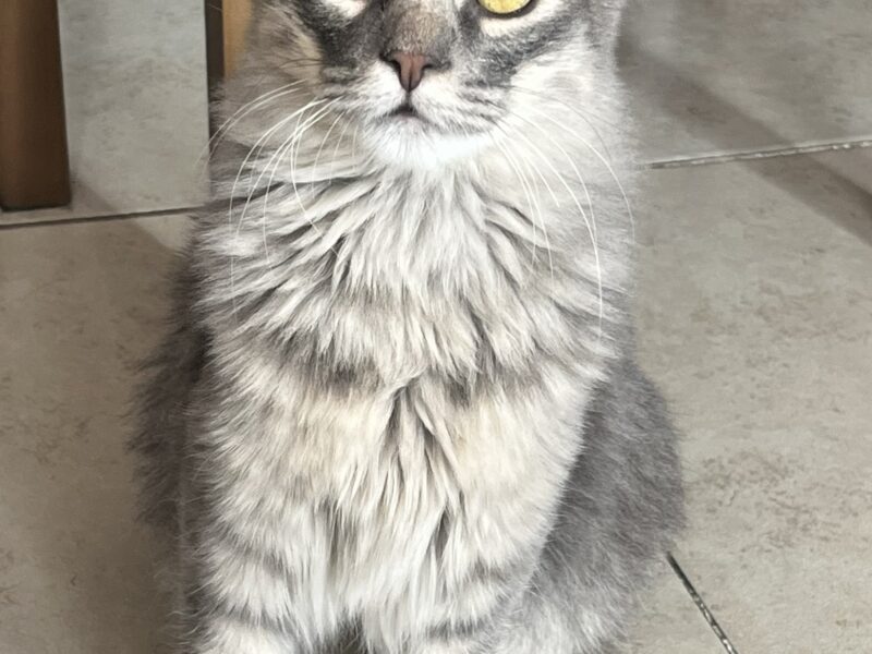 HORUS