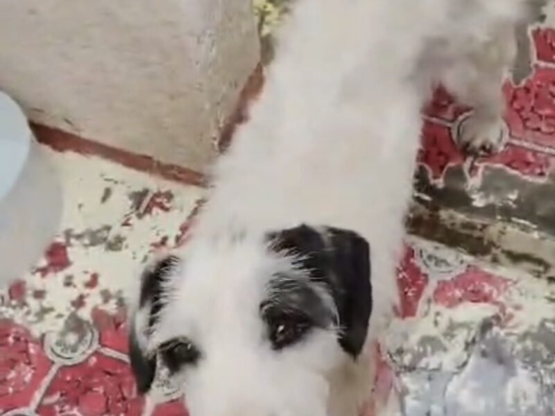 PALOMA