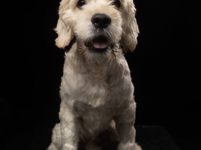 COPITO