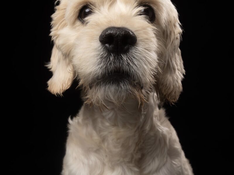 COPITO