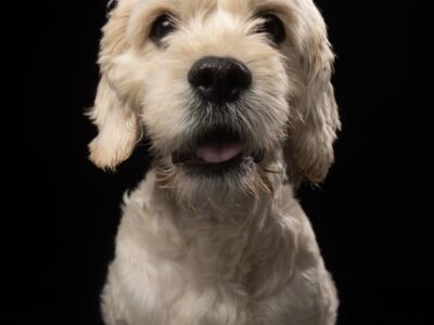 COPITO