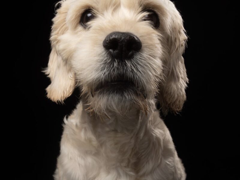 COPITO