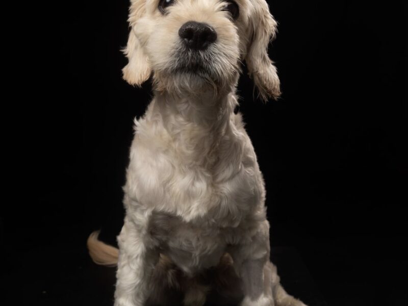 COPITO