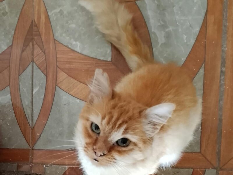 MANGO