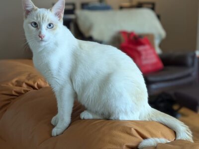 OFELIA
