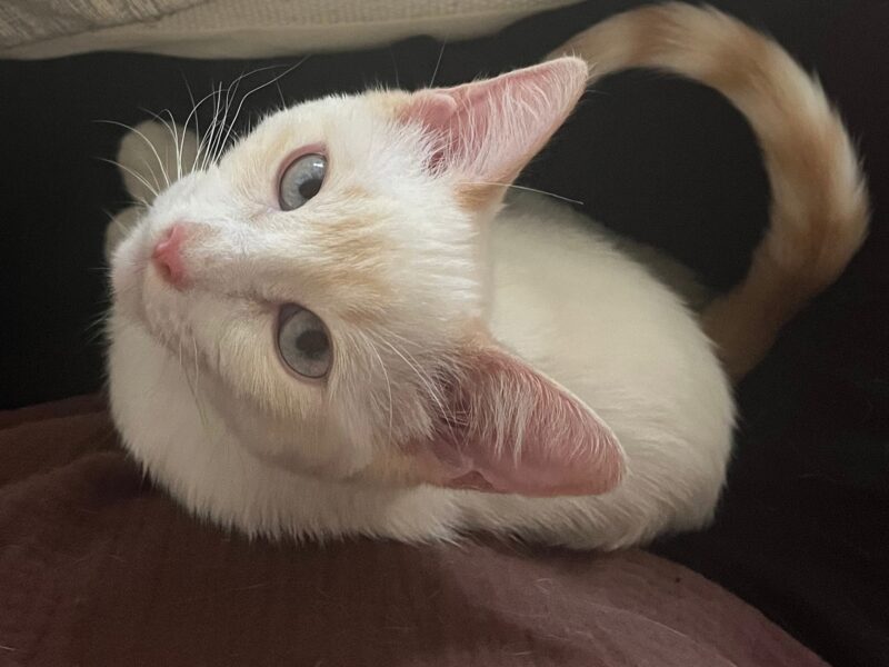 OFELIA