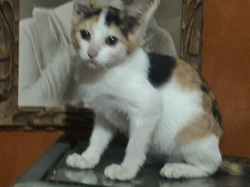 HIPATIA