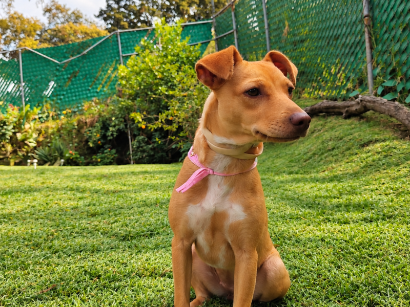 CANELITA