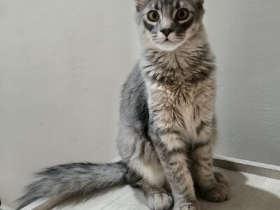 HORUS