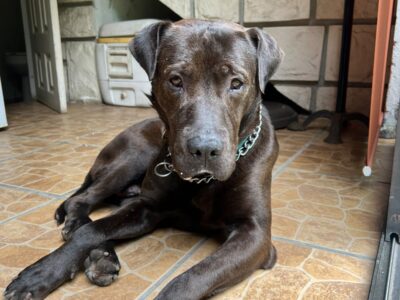 CACHO