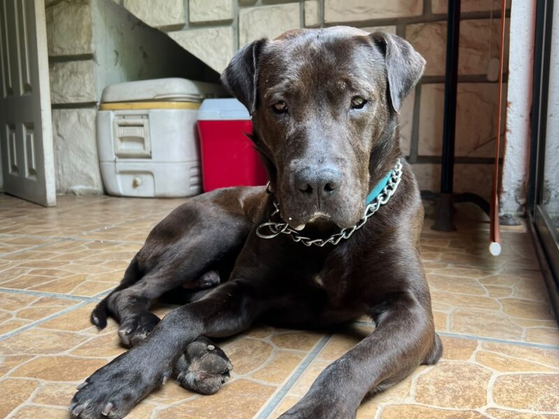 CACHO