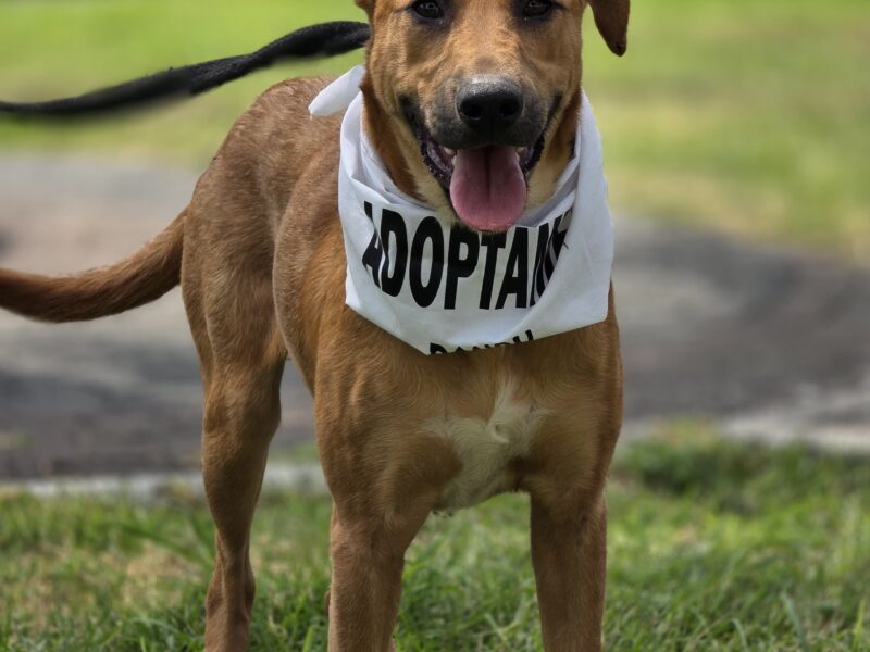 NALA