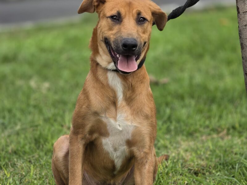 NALA