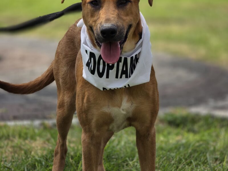 NALA