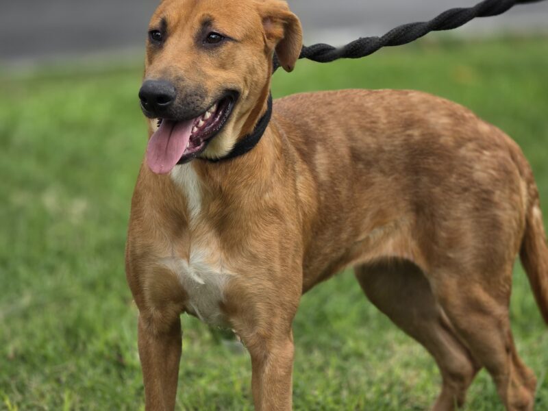 NALA