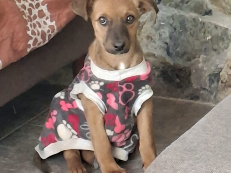 CANELA