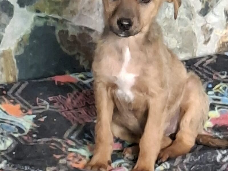 CANELA