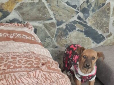 CANELA