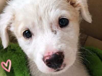POLAR