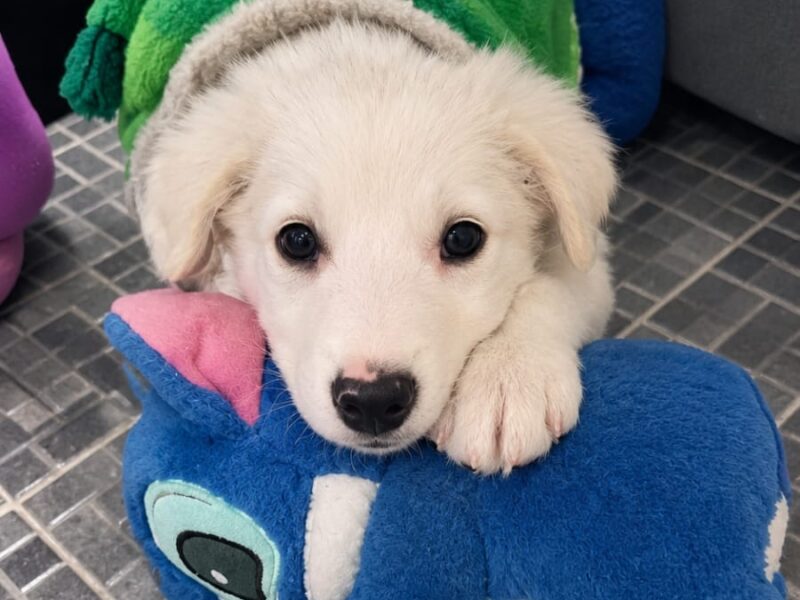 POLAR
