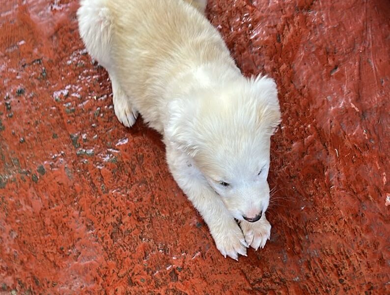 POLAR