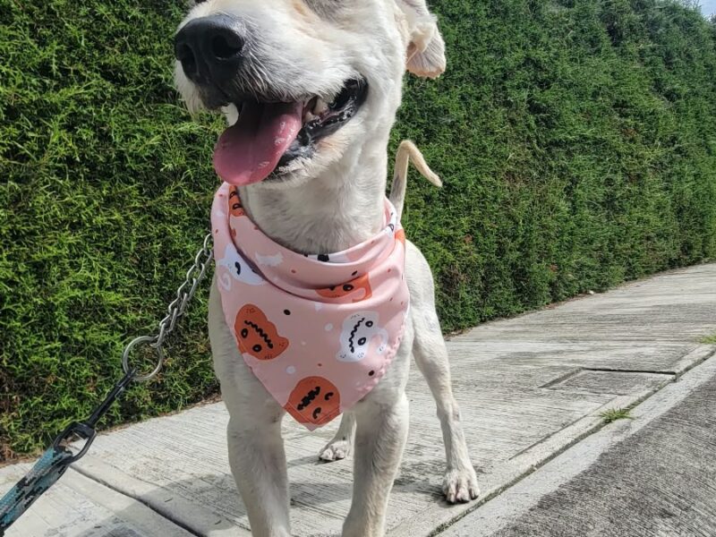 RAMÓN