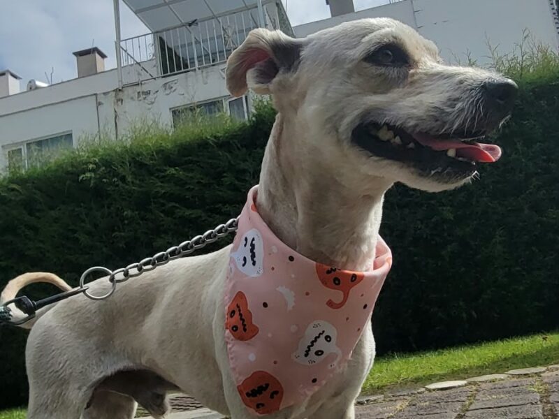 RAMÓN