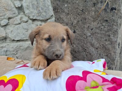 LUCA