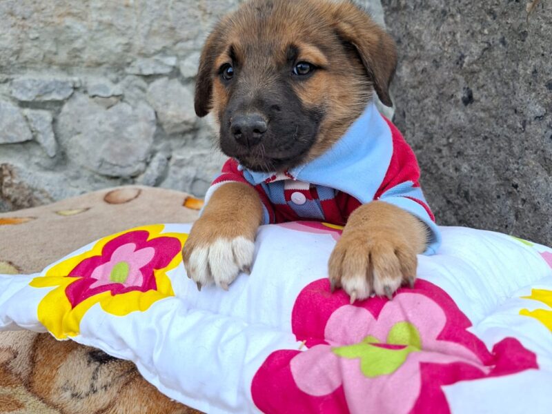 NILO