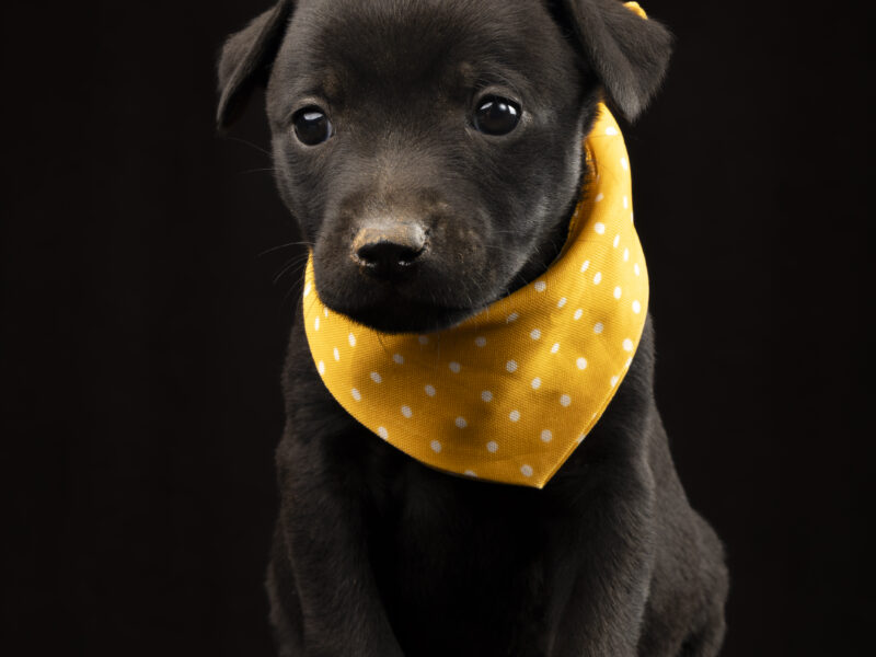PEPPER