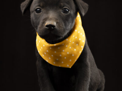 PEPPER