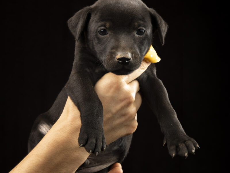 PEPPER