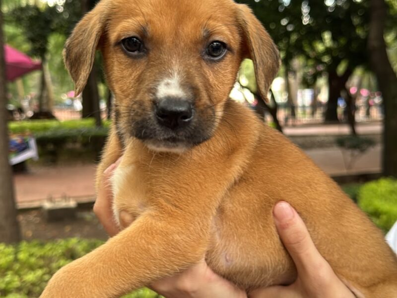 PIPA