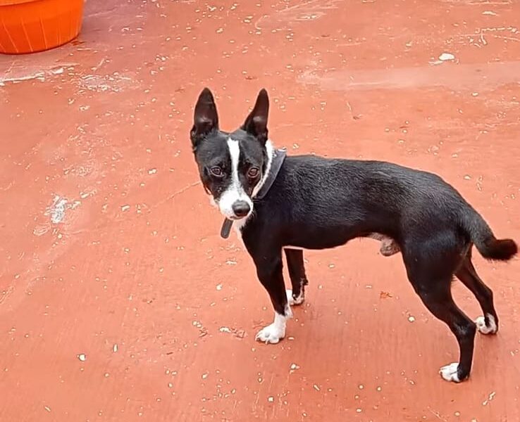 CHAPARRO