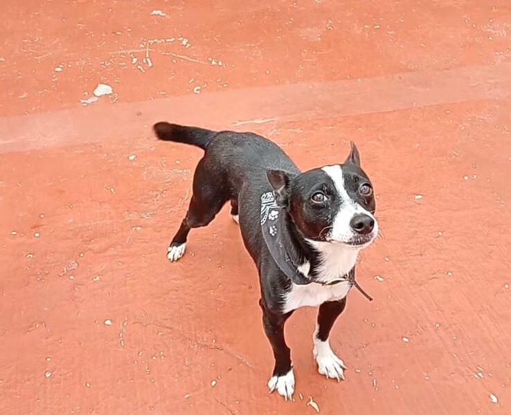 CHAPARRO