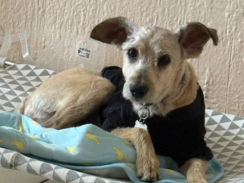 QUESITO