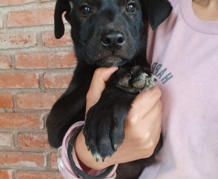 TOMASA