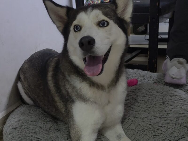 ZURI